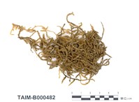 藏品(扭葉灰氣苔)的圖片